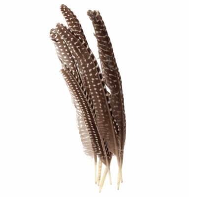 Feathers - Guinea - Singles