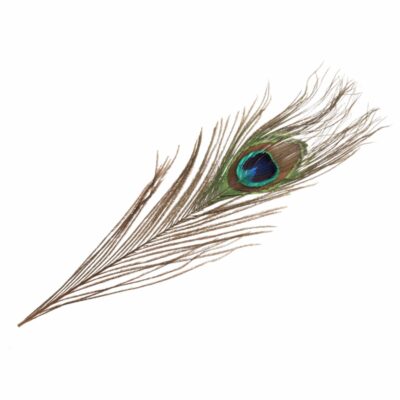 Feathers - Peacock - Singles